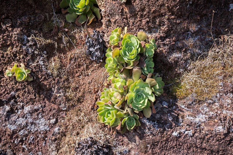Houseleek (Aeonium), Buracas, La Palma Island, Spain, Europe