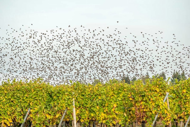 Common (Sturnus vulgaris) starlings fly together, in perfect symbiosis to protect themselves from enemies. Bas-Rhin, Collectivite europeenne d'Alsace, Grand Est, France, Europe