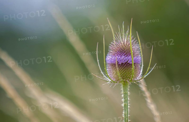 Wild cardoon (Dipsacus fullonum L. Syn. : Dipsacus sylvestris Huds.), inflorescence, Rhineland-Palatinate, Germany, Europe