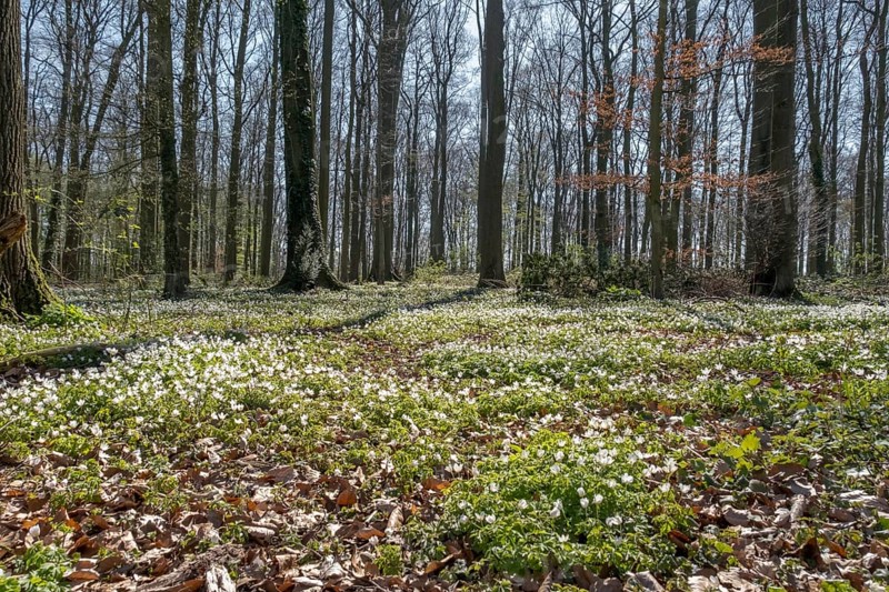 Forest floor covered with wood anemone (Anemone nemorosa), beech forest, Ahaus, Münsterland, North Rhine-Westphalia, Germany, Europe