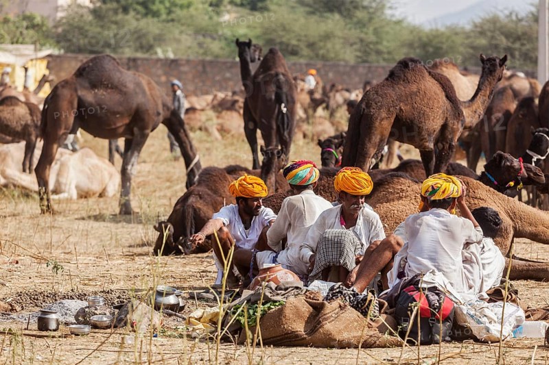 PUSHKAR, INDIA, NOVEMBER 21, 2012: Indian men and camels at Pushkar camel fair (Pushkar Mela), annual five-day camel and livestock fair, one of the world's largest camel fairs and tourist attraction