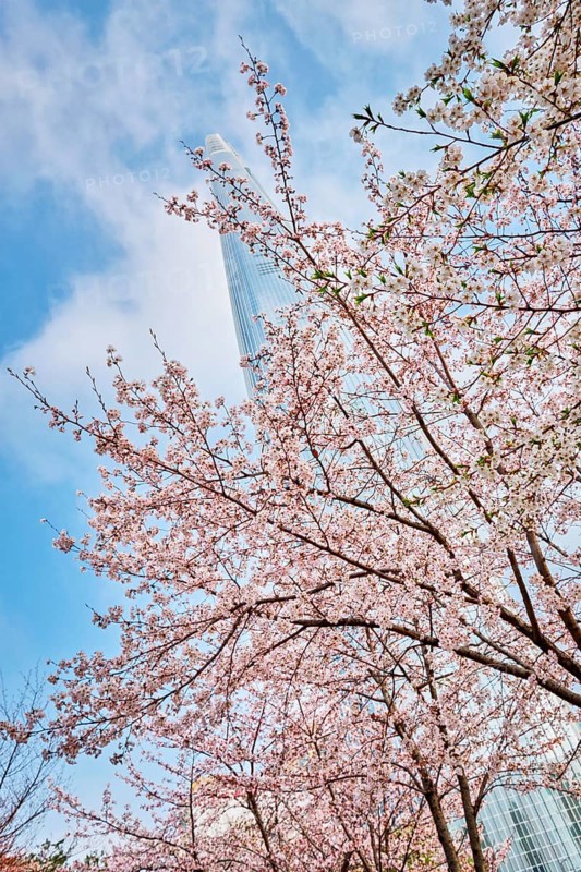 Blooming sakura cherry blossom branch with skyscraper building in background in spring, Seoul, South Korea, Asia