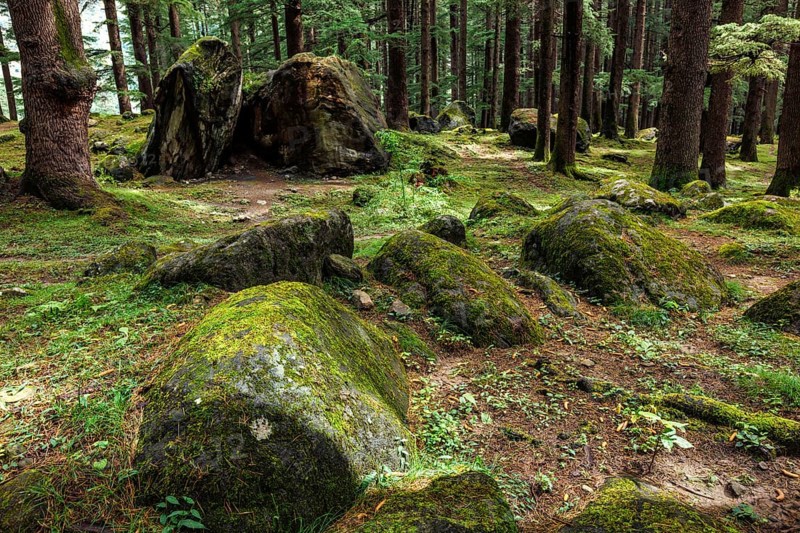 Pine forest with rocks. Manali, Himachal Pradesh India
