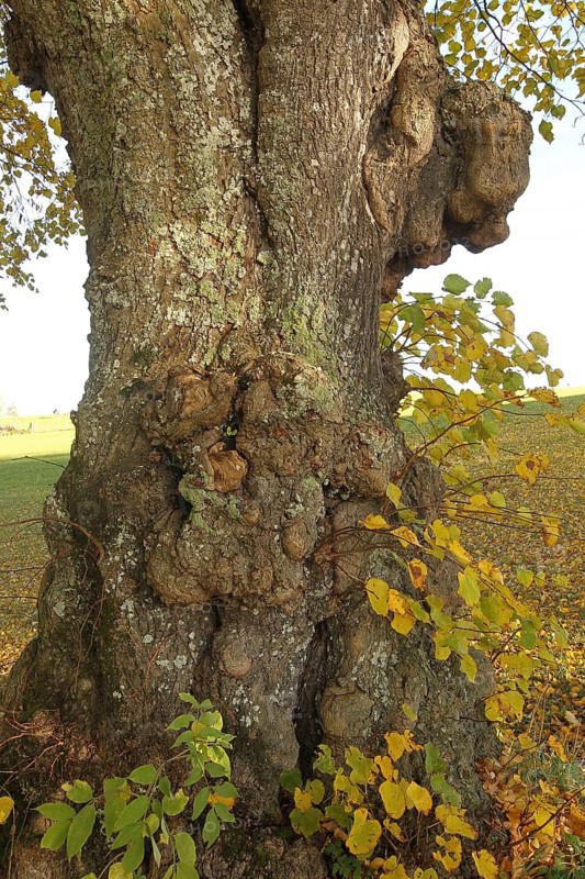 Large-leaved linden (Tilia platyphyllos) trunk with distinct growths, Allgäu, Bavaria, Germany, Europe