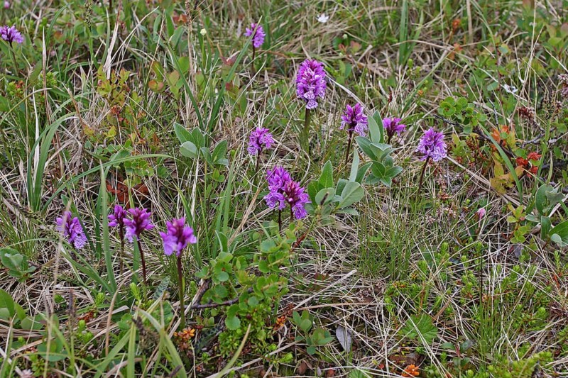 Spotted knapweed blooms (Dactylorhiza maculata) in the tundra, Lapland, Northern Norway, Scandinavia
