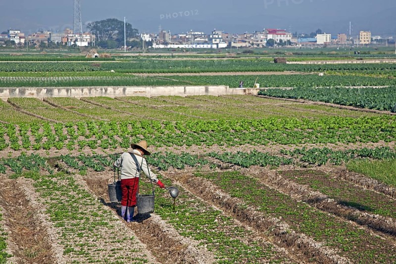 Chinese farmer fertilising crop by pouring out liquid manure from buckets by hand, Yunnan province, China, Asia
