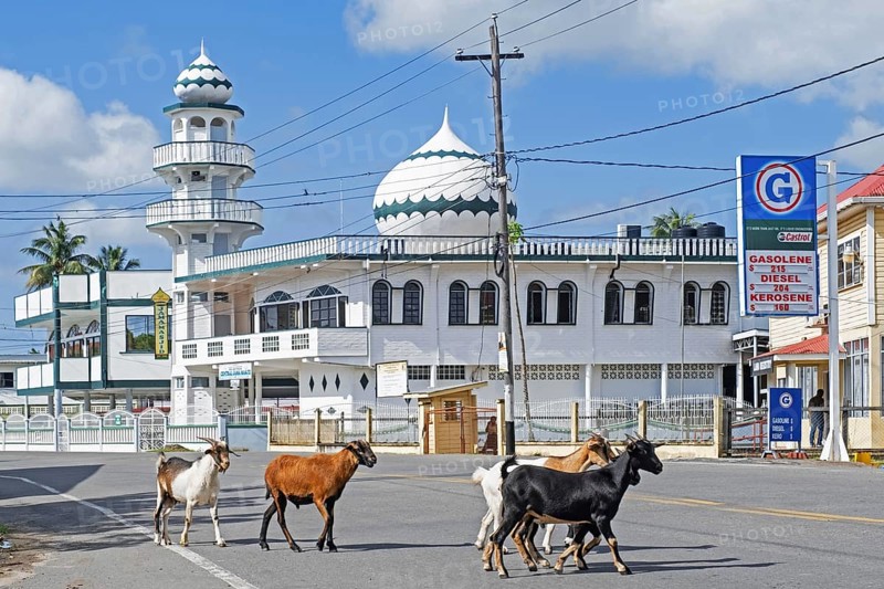 Goats crossing street in front of mosque New Amsterdam Central Jama Masjid, East Berbice-Corentyne Region, Guyana, South America