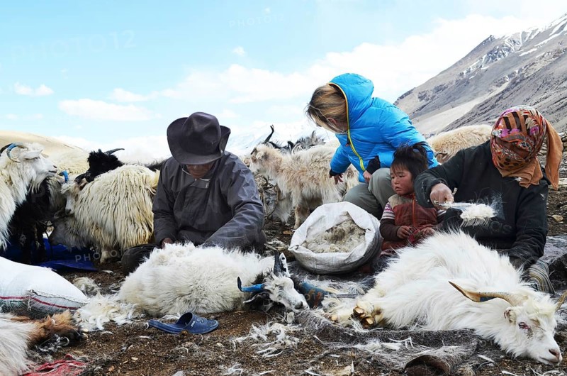 Pashmina goats