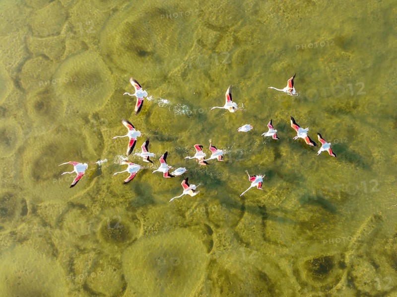 Greater Flamingo (Phoenicopterus roseus), taking off at the shallow lagoon Salinas de Cerrillos with its conspicuous patterns at the bottom, aerial view, drone shot, Almería province, Andalusia, Spain, Europe