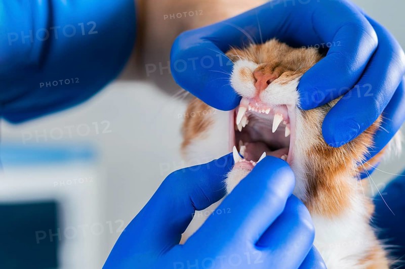 Examination of the cat's mouth and teeth. Veterinary medicine concept. Fat ginger cat.