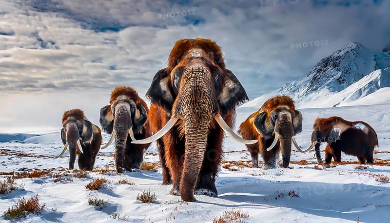 A herd of mammoths (Mammuthus) in the prehistoric cold steppe tundra, extinct genus of elephant, AI generated