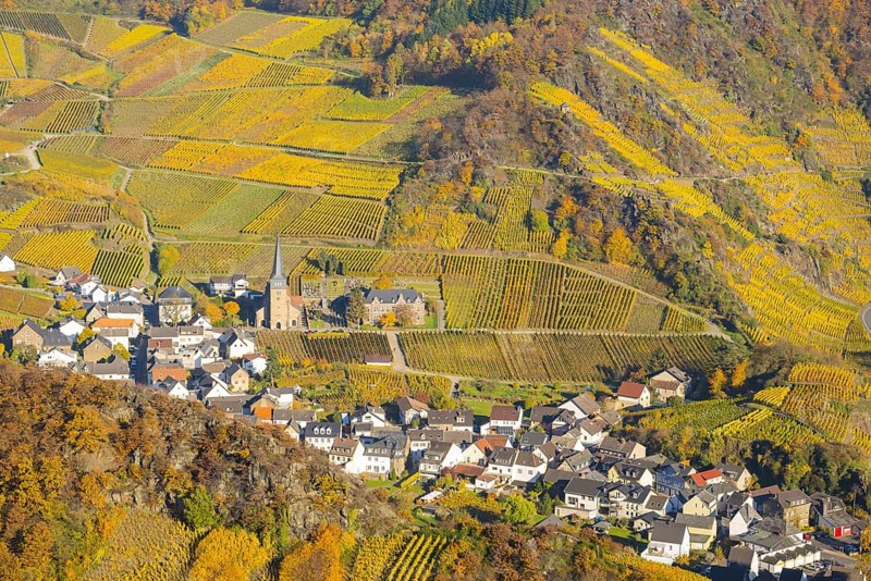 Vineyards in autumn, Mayschoß with parish church, red wine growing region Ahrtal, red wine of the Pinot Noir and Portugieser grape is grown here, Eifel, Rhineland-Palatinate, Germany, Europe
