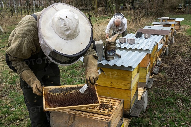 Beehives, honeybees (Apis), beekeeper holding frame, bees sitting on honeycomb in frame, Baden-Württemberg, Germany, Europe