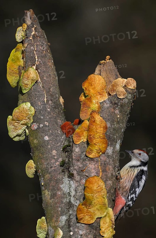 Middle Spotted Woodpecker (Leiopicus medius), on a tree trunk covered with mushrooms, beech, biosphere area, Swabian Alb, Baden-Württemberg, Germany, Europe