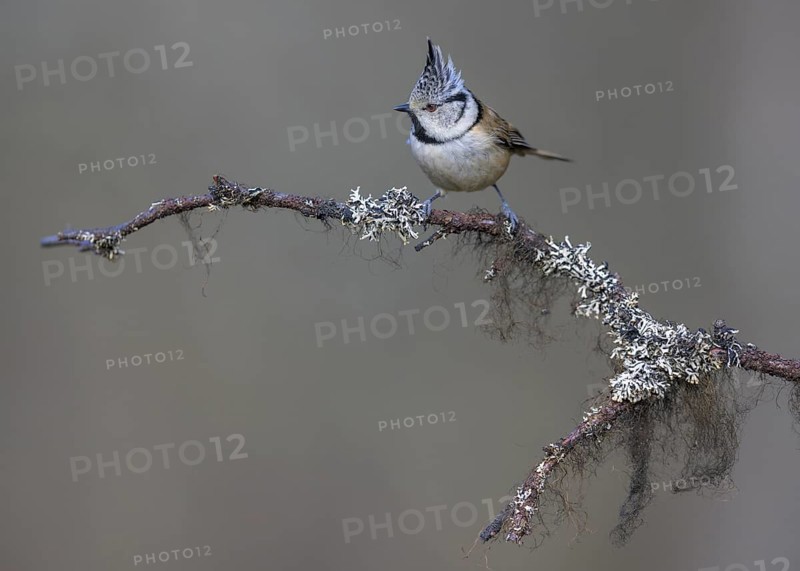 Crested Tit (Lophophanes cristatus), on a branch covered with bearded lichen, Biosphere Reserve, Swabian Alb, Baden-Württemberg, Germany, Europe