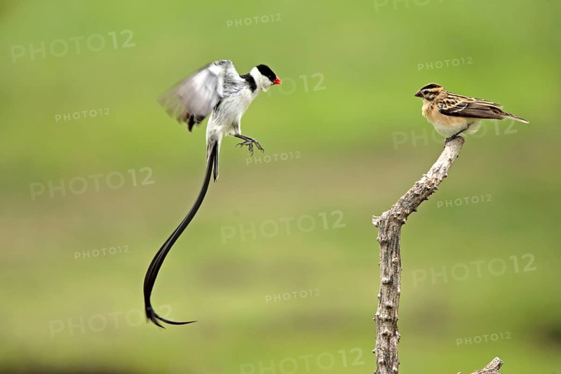 Pin-tailed whydahs (Vidua macroura), pair, mating, Sabie Sand Game Reserve, South Africa, shaking flight, Africa