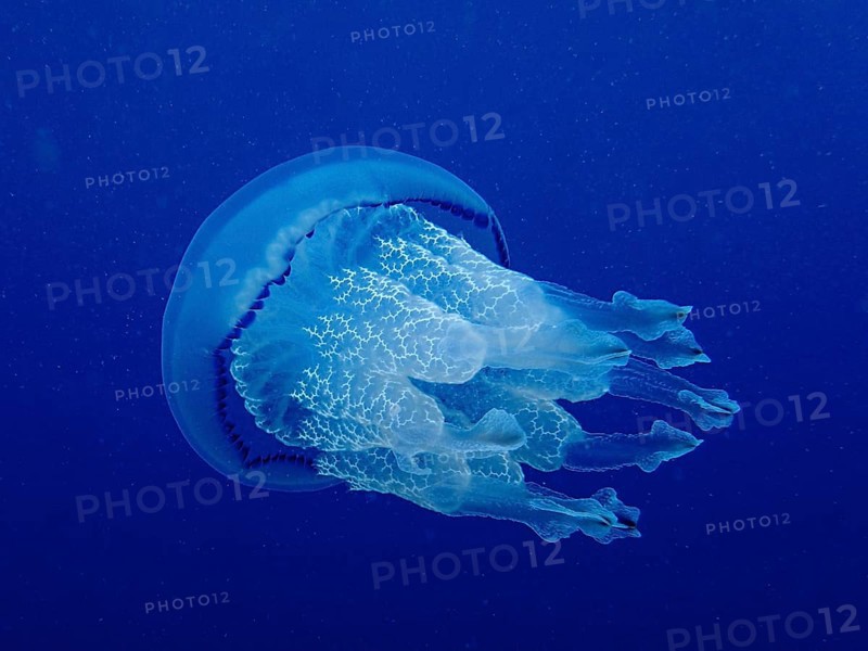 Barrel jellyfish (Rhizostoma pulmo) in front of a monochrome blue background, detachable, dive site Cap de Creus Marine Reserve, Rosas, Costa Brava, Spain, Mediterranean Sea, Europe