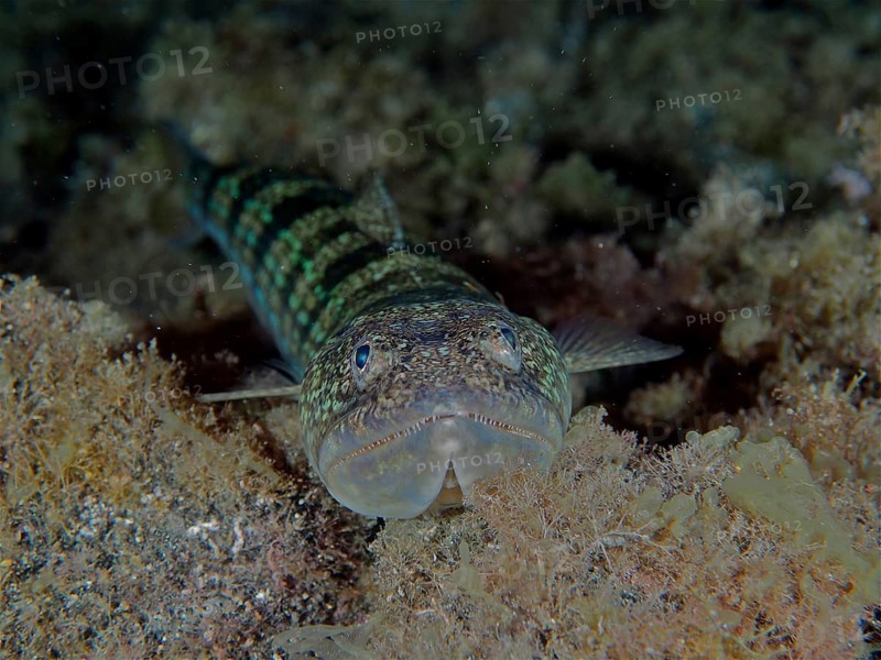 Lizardfish (Synodus saurus) at night. Dive site Los Cancajos, La Palma, Canary Islands, Spain, Atlantic Ocean, Europe