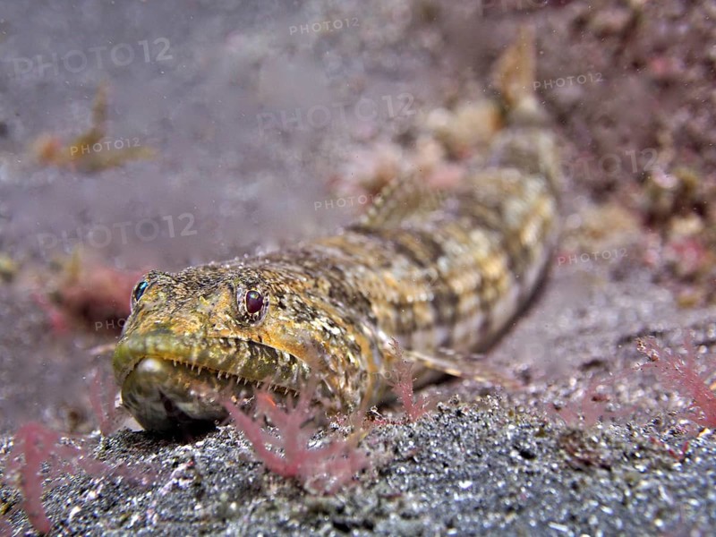 Lizardfish (Synodus saurus), dive site Malpique, La Palma, Canary Islands, Spain, Atlantic Ocean, Europe