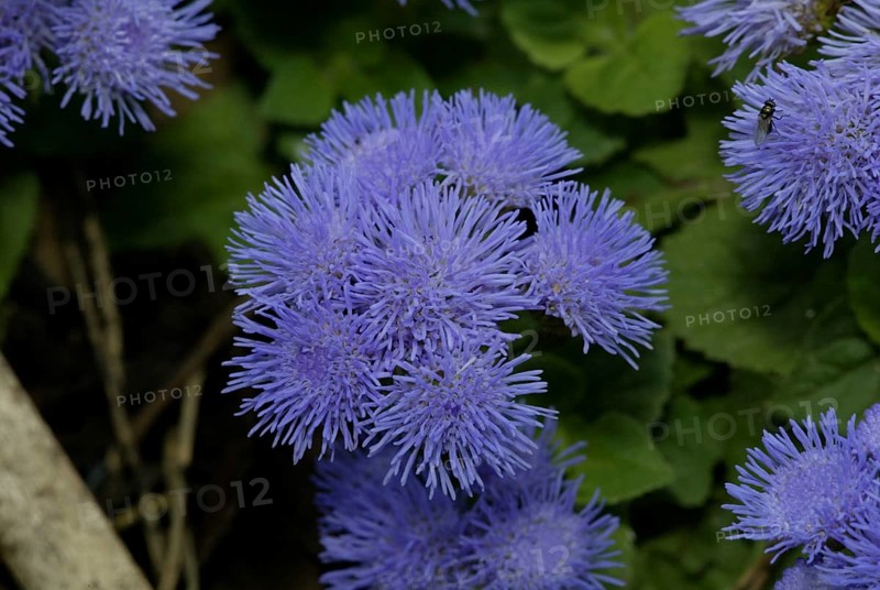 Ageratum (Ageratum houstonianum)