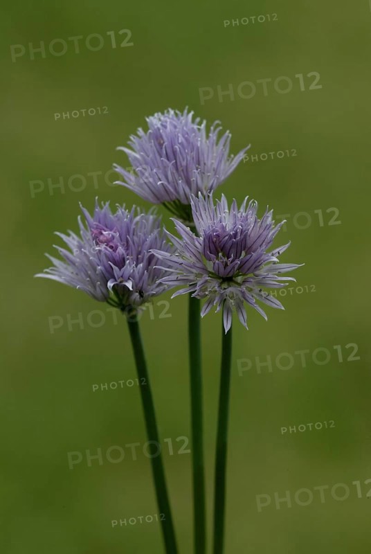 Blooming Chives (Allium schoenoprasum)