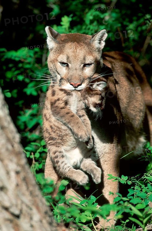 Cougar, female with young (Felis concolor)