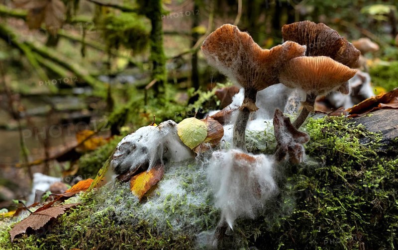 Mushrooms with mould, forest floor, Wieslauf, Wieslaufschlucht, Rudersberg, Swabian Forest, Baden-Württemberg, Germany, Europe