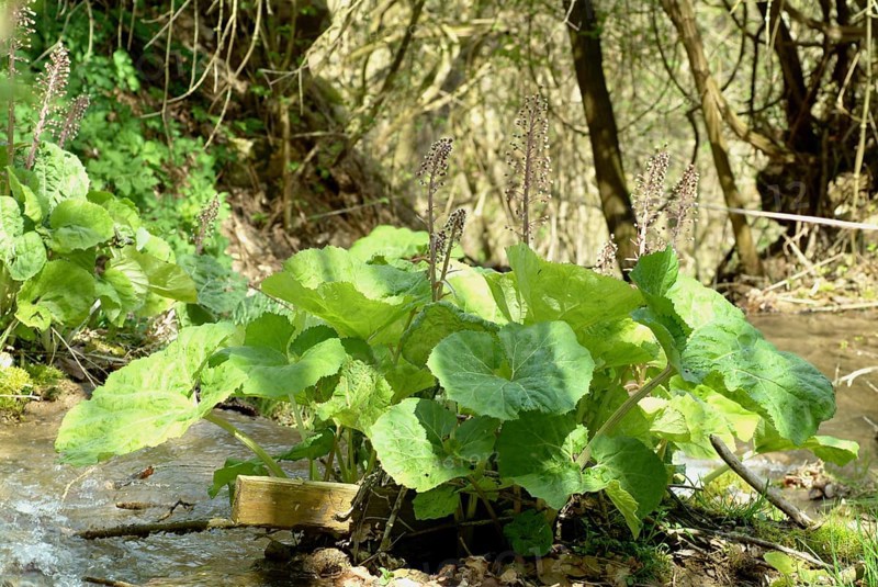 Butterbur (Petasites hybridus), medicinal plant, herb, wild plant, medicinal use