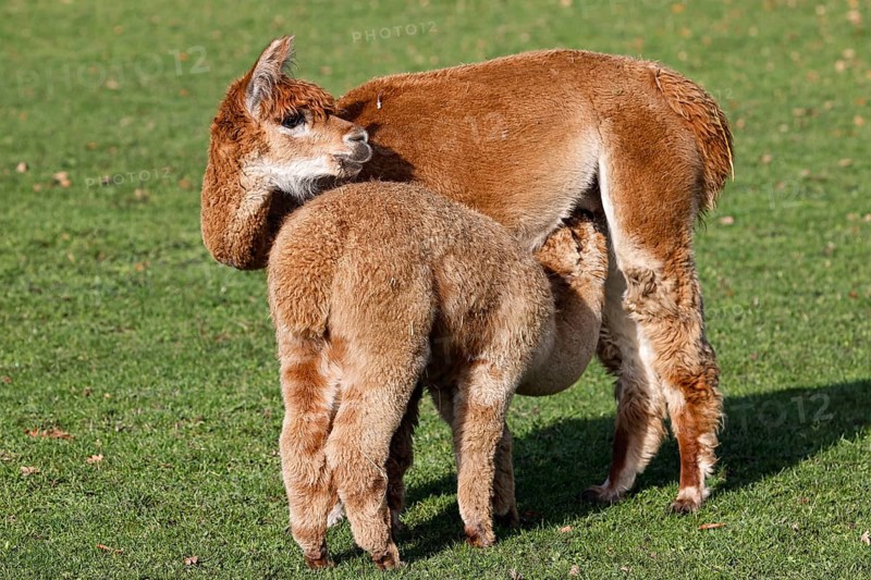 Alpacas (Vicugna pacos), mare suckling foal, Germany, Europe