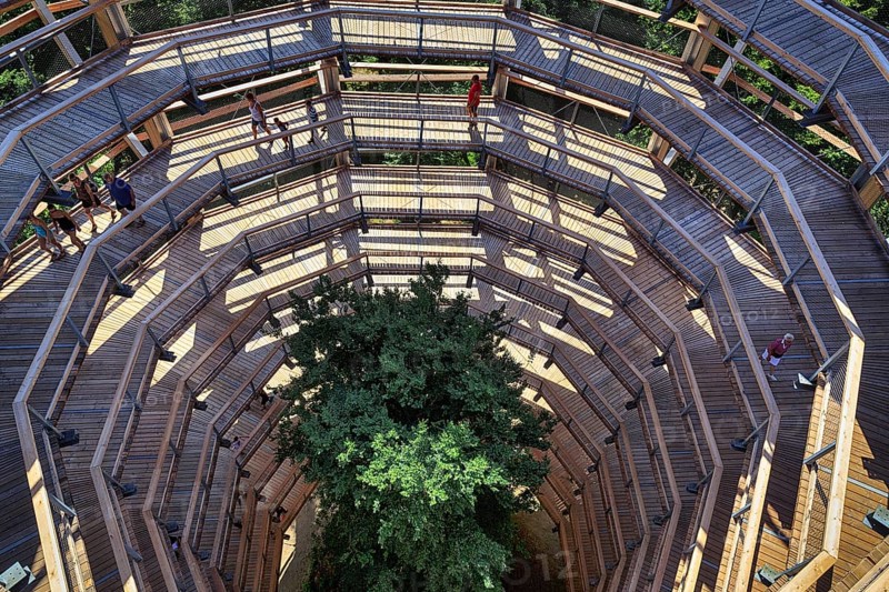 Treetop path with tourists and copper beech (Fagus sylvatica), view down, Naturerbe Zentrum Rügen, Prora, Binz, Rügen, Mecklenburg-Western Pomerania, Germany, Europe