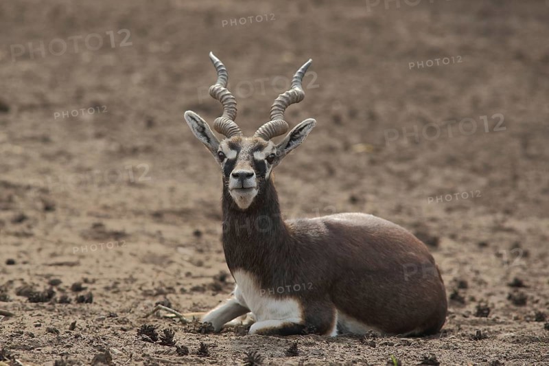 Antelope cervicapra (deer goat), prone, captive