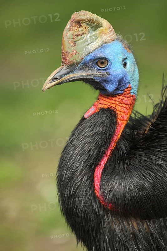 Red-necked Cassowary, northern cassowary (Casuarius unappendiculatus), portrait, cassowaries, Casuariidae, ratites (Struthioniformes), ratite, bird, animal, vertebrate, captive