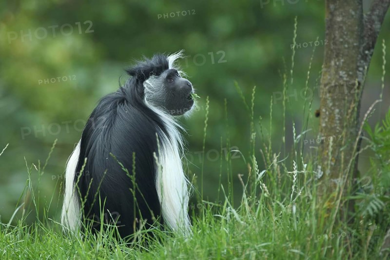 Tanzania stubby monkey (Colobus angolensis palliates), sit, eat, rear, Peters Angola-Guereza, stubby monkeys, Colobini, stubby monkey, Colobus, guenonidae, guenon, Anthropoidae, catarrhines (Catarrhini) (Cercopithecidae), monkeys, dry-nosed monkeys, ape, primates, primate, gentleman animals, dry-nosed monkey, primates, Haplorhini, mammal, animal, vertebrate, captive