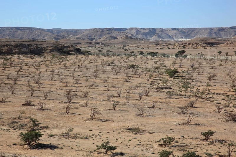 Wadi Dawqah, Incense Tree Cultures, UNESCO World Heritage Site, frankincense (Boswellia Sacra) Carterii, near Salalah, Oman, Asia
