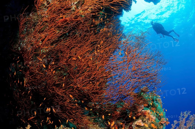 Black bushy black coral (Antipathes dichotoma) (in it jewelled flagfish (Pseudanthias squamipinnis), in the background silhouette of diver, Red Sea, Elphinstone Reef, Marsa Alam, Egypt, Africa