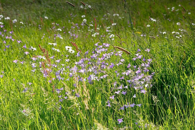 Meadows in spring with buttercups, campion and bluebells, flowering floodplain meadows in spring, Middle Elbe Biosphere Reserve, Saxony-Anhalt, Germany, Europe