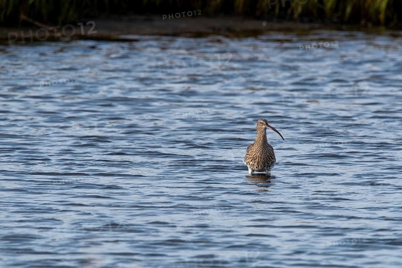 Eurasian curlew (Numenius arquata) in the Wadden Sea, Mandø Island, Syddanmark, Denmark, Europe