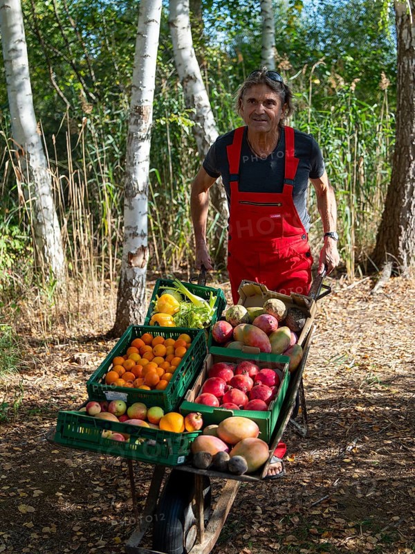 Man in red work trousers pushing wheelbarrow full of different fruits in birch forest, healthy eating, Germany, Europe