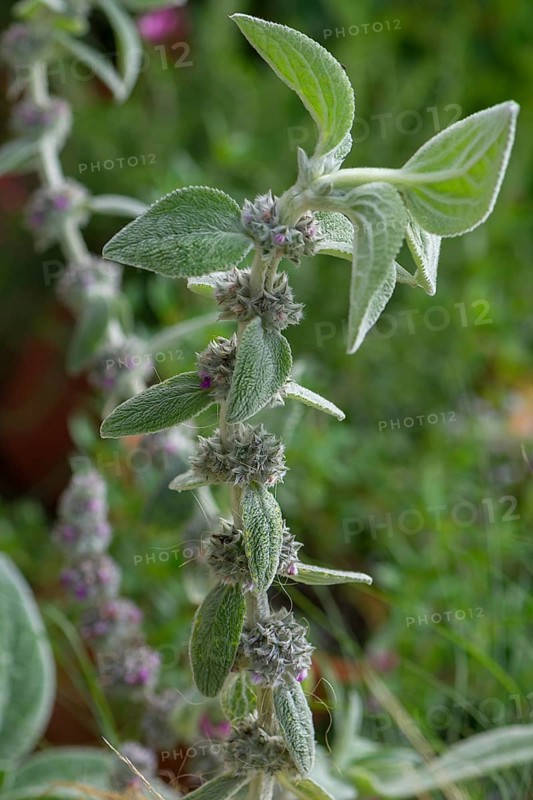Wooly zest (Stachys byzantina), Bavaria, Germany, Europe