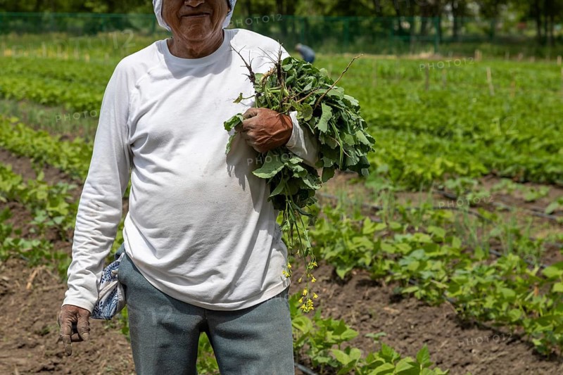 Alamosa, Colorado, The Rio Grande Farm Park. The commercial side of the nonprofit farm allows farmers to raise crops for sale. The family side contains smaller plots, where families raise food only for themselves. The farm is irrigated with water from the adjacent Rio Grande