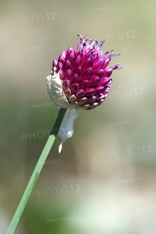 Round-headed leek (Allium sphaerocephalon), Valais inner-alpine rocky steppe, Niedergampel, Valais, Switzerland, Europe