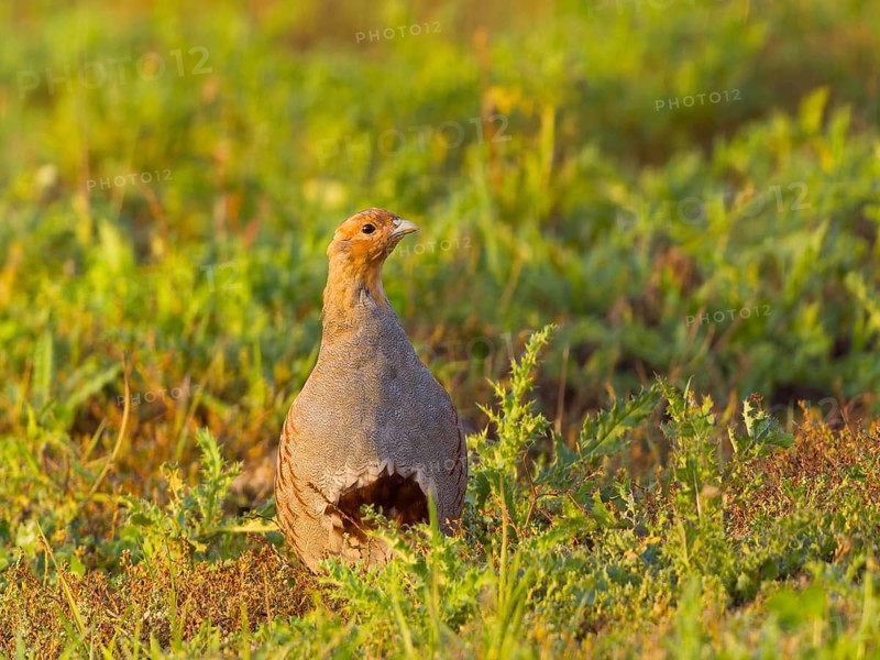 Gray partridge (Perdix perdix), on a fallow land, Solms, Hesse, Germany, Europe