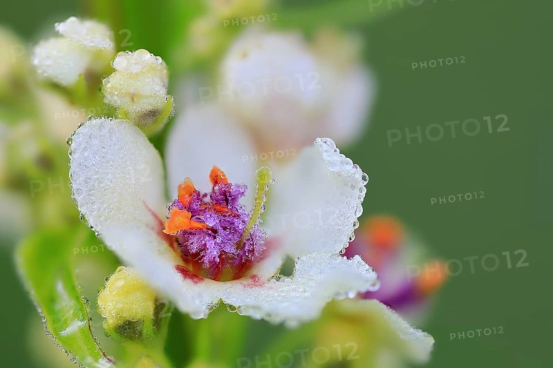 Austrian mullein (Verbascum chaixii), Scrophulariaceae, Egesheim, Upper Danube nature park Park, Baden-Württemberg, Germany, Europe