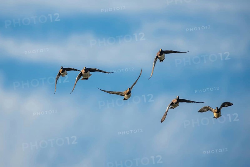 Eurasian Wigeon (Mareca penelope), birds in flight over Marshes at winter time