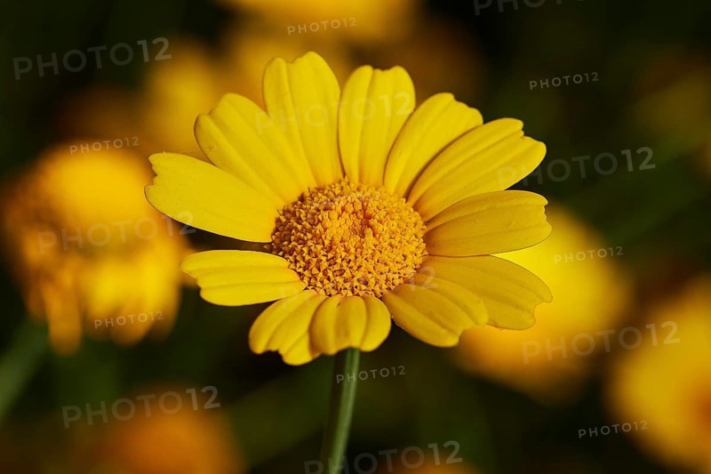 Single yellow flower, from diagonally above, flowers, close-up, macro, near Valdichiesa, Salina, Aeolian Islands, Sicily, Italy, Europe