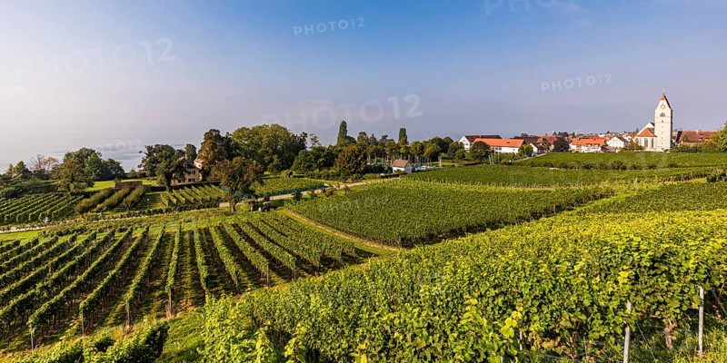 Vineyards in Hagnau am Bodensee, Baden-Württemberg, Germany, Europe