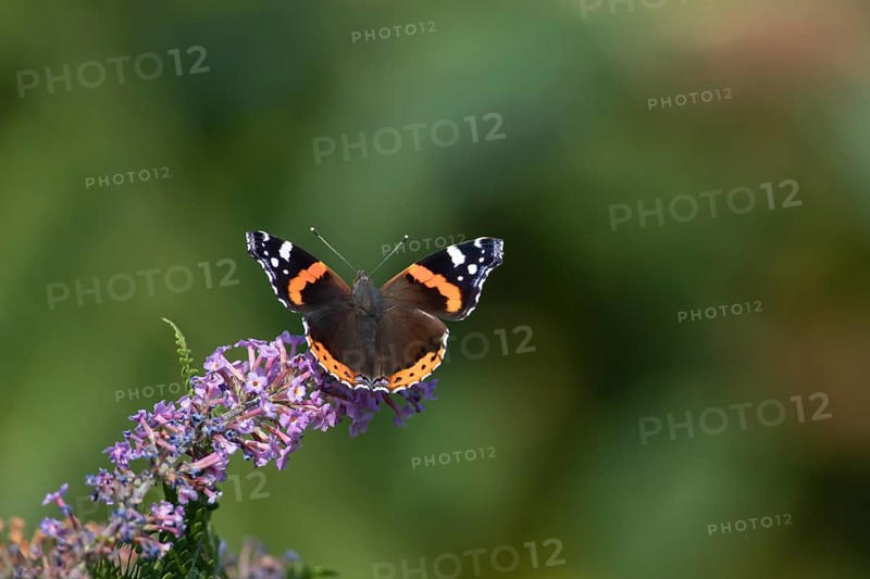 Red admiral (Vanessa atalanta) butterfly adult feeding on a garden Buddliea (Buddleja spp) flower, Norfolk, England, United Kingdom, Europe