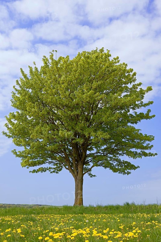 Maple (Acer), solitary tree in a meadow with flowering common dandelion (Taraxacum sect. Ruderalia), blue cloudy sky, North Rhine-Westphalia, Germany, Europe