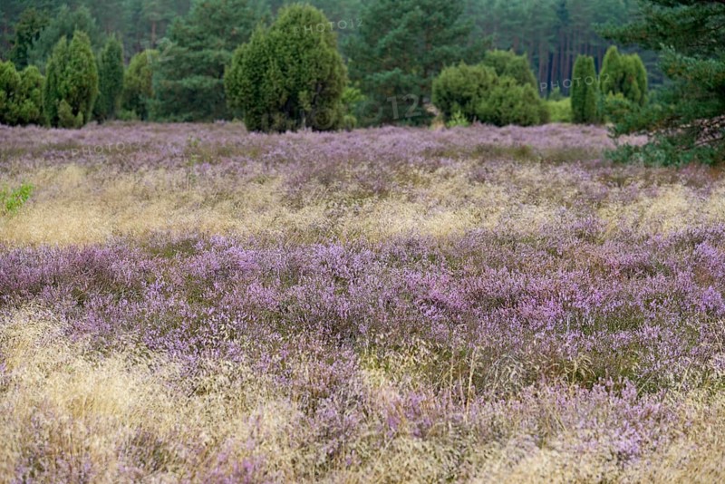Heath landscape, typical vegetation, flowering common heather (Calluna Vulgaris) between true grass (Poaceae), Südheide nature park Park, Lüneburg Heath, Lower Saxony, Germany, Europe
