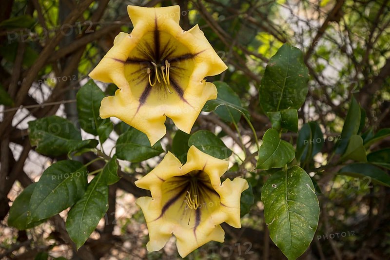 Cup of gold vine (Solandra maxima) in the garden, Las Tricias, La Palma Island, Spain, Europe